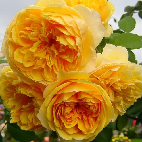 Rozenstruik - Webwinkel - Rosa Ausmas - geel - engelse roos - sterk geurende roos - David Austin - Wordt ook gele Engelse roos genoemd. Nog steeds een van de beste Engelse rozen.